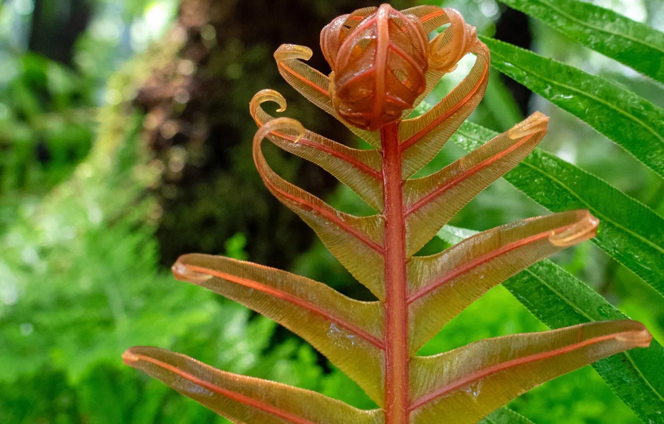 Photo wallpaper nature, plant, fern