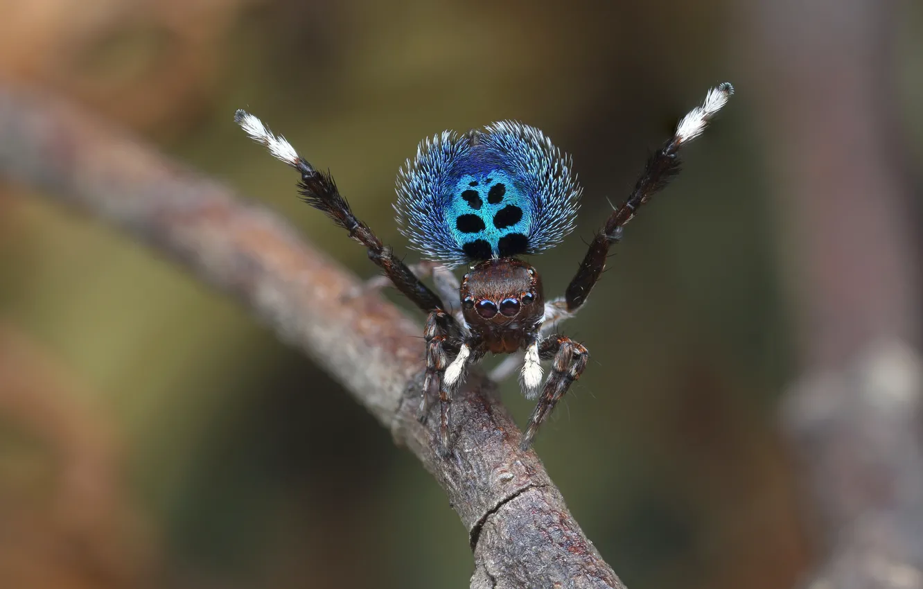 Photo wallpaper eyes, macro, nature, pose, sprig, background, blue, pattern