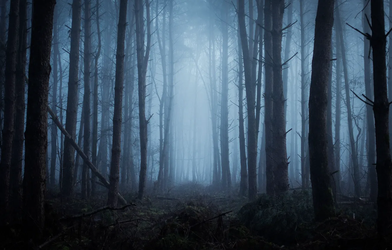 Photo wallpaper forest, trees, nature, fog, twilight