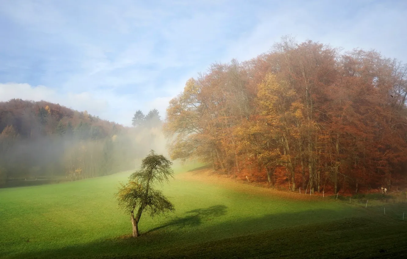 Photo wallpaper field, trees, nature, fog