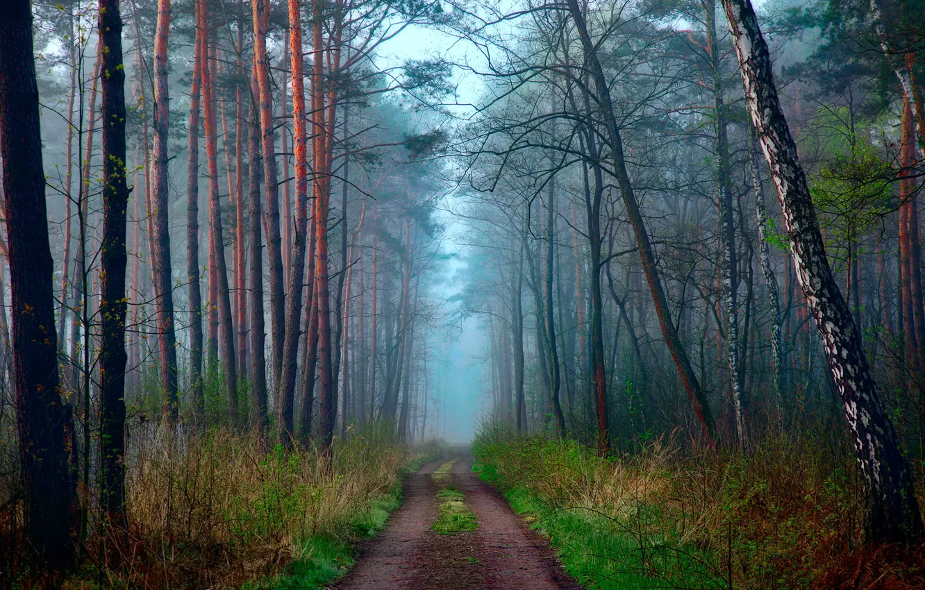 Photo wallpaper road, forest, Nature, spring, April, haze