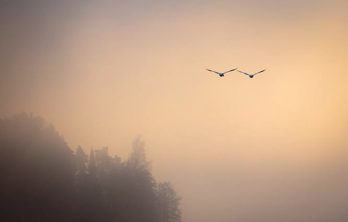 Photo wallpaper birds, fog, flight