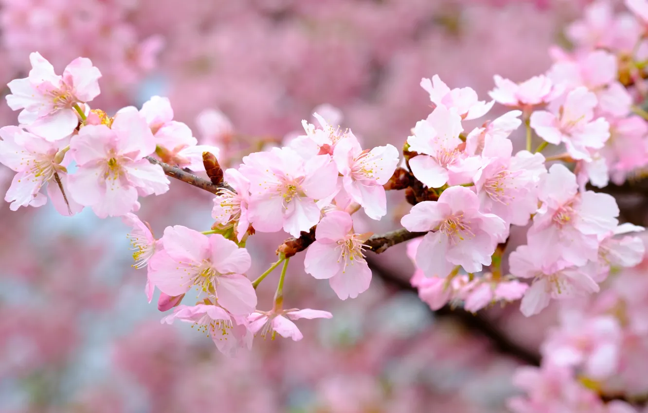 Photo wallpaper branches, cherry, spring, Sakura, pink