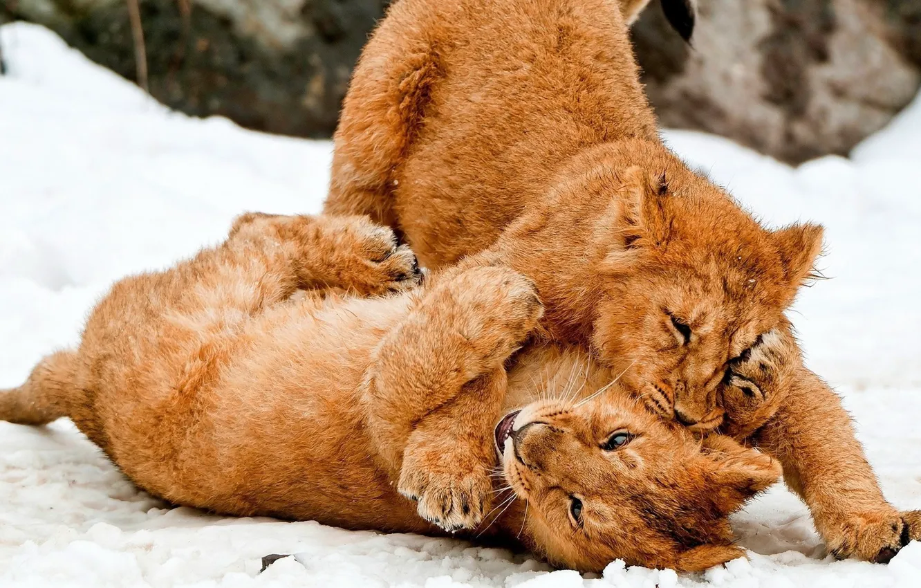 Photo wallpaper snow, animal, Leo, big cats