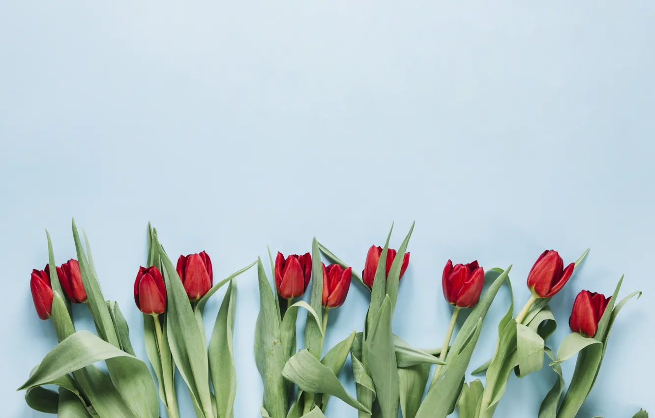 Photo wallpaper flowers, tulips, red, red, flowers, tulips