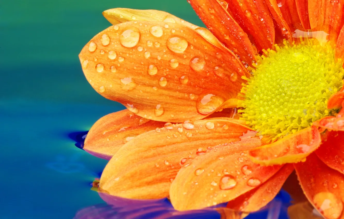 Photo wallpaper water, flowers, droplets