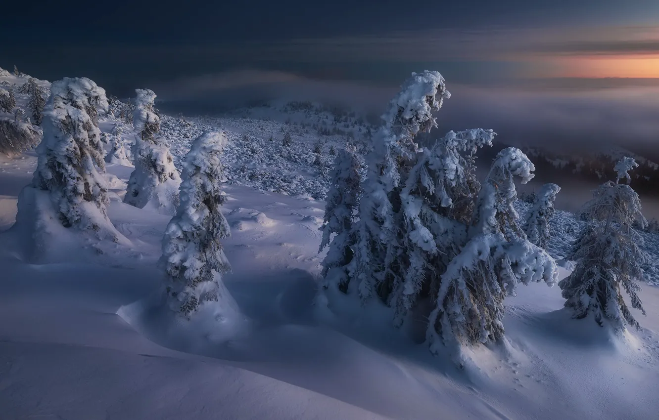 Photo wallpaper winter, snow, night, tree