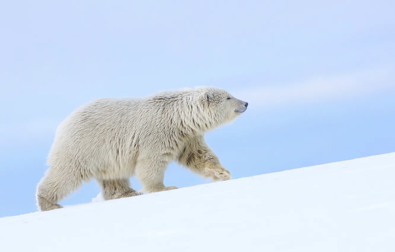 Photo wallpaper snow, bear, Alaska, polar bear, polar bear