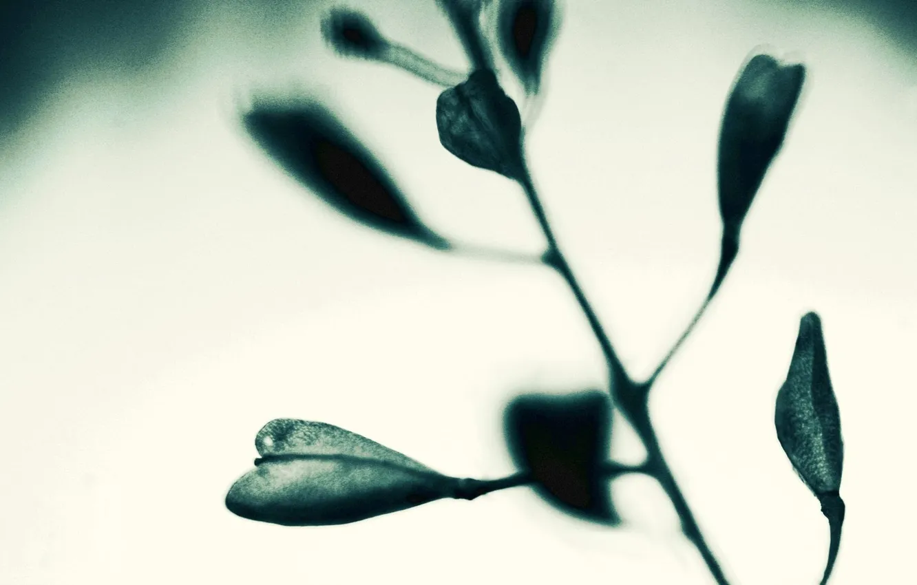 Photo wallpaper leaves, macro, nature, photo, background, Wallpaper, plant, treatment