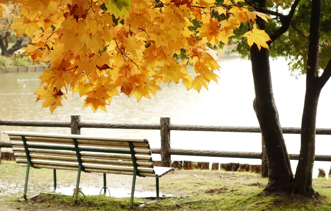 Photo wallpaper autumn, leaves, lake, pond, Park, tree, bench