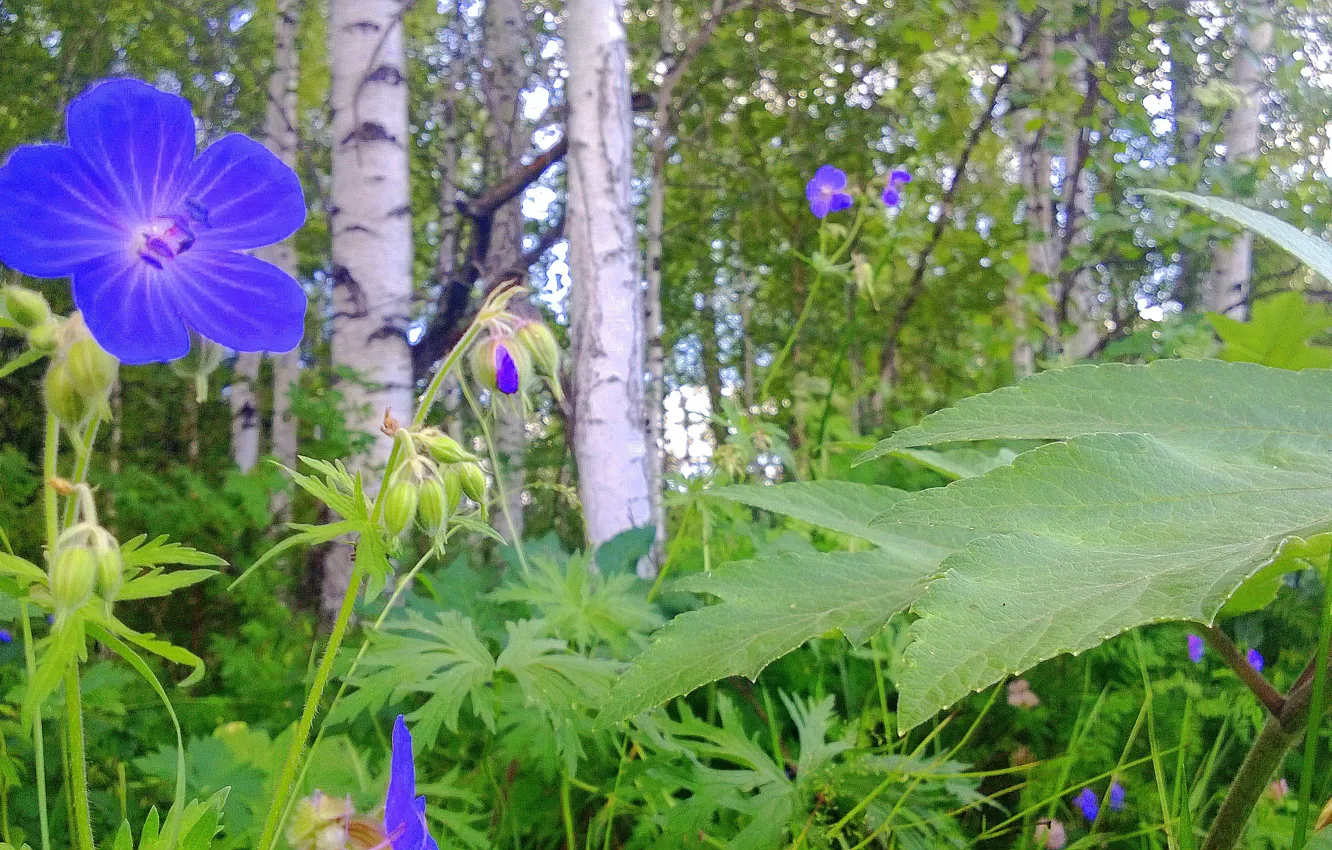 Photo wallpaper flowers, nature, paint