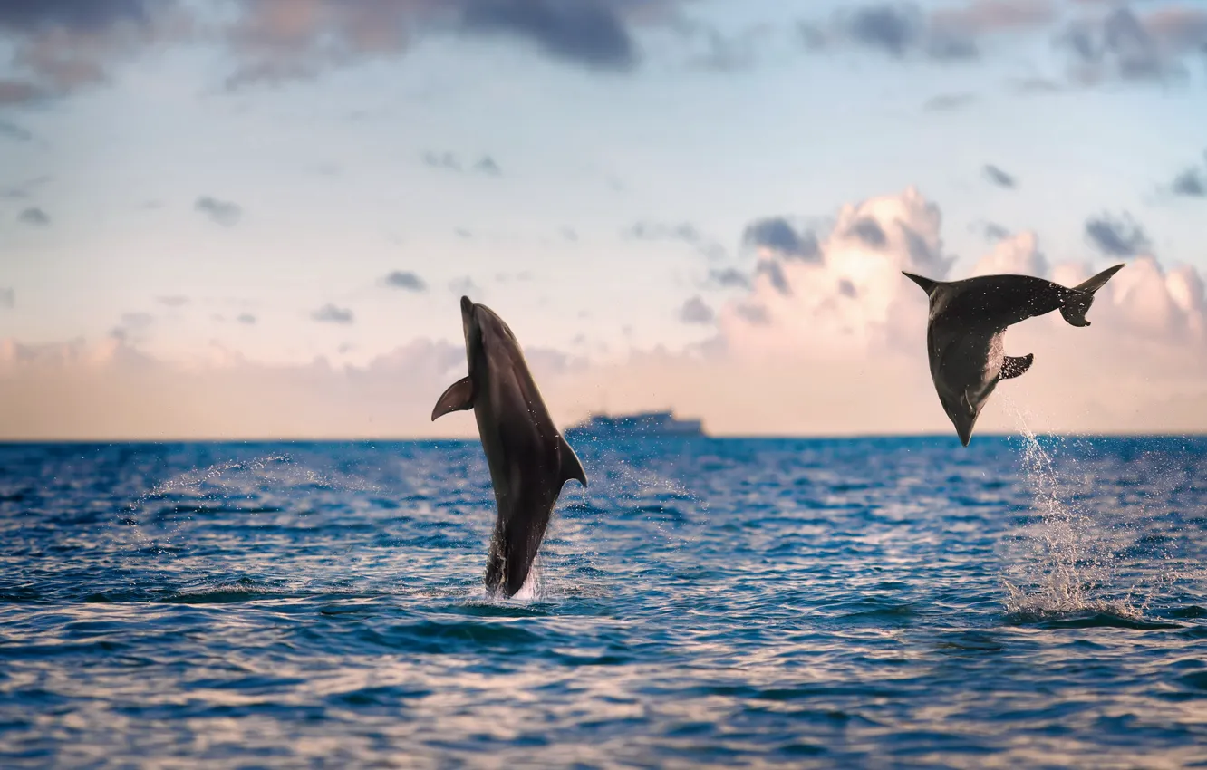 Photo wallpaper sea, nature, dolphins