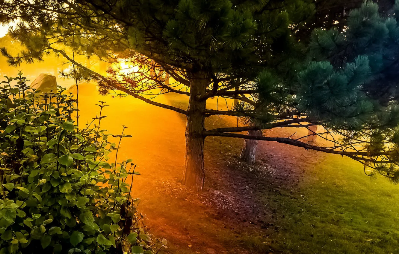 Photo wallpaper light, trees, nature