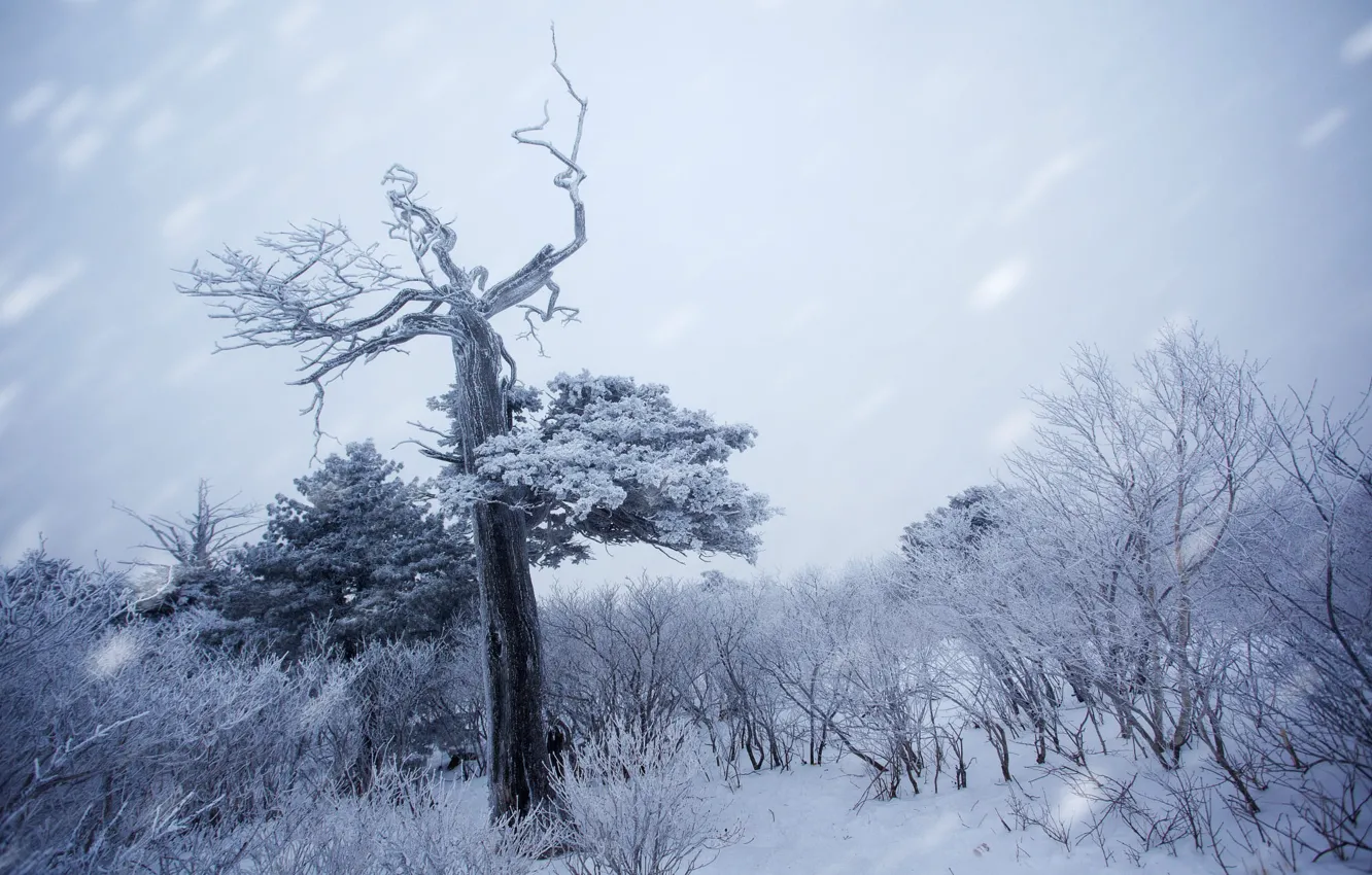 Photo wallpaper winter, frost, forest, the sky, snow, trees, branches, nature