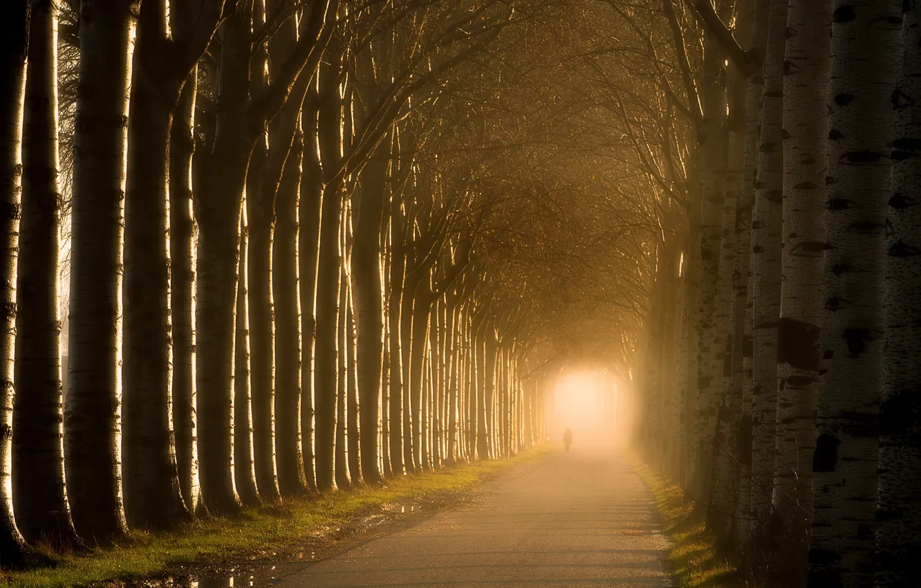 Photo wallpaper road, light, trees