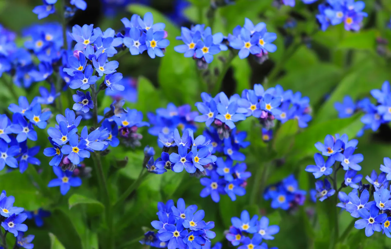 Photo wallpaper flower, garden, blue forget-me-nots