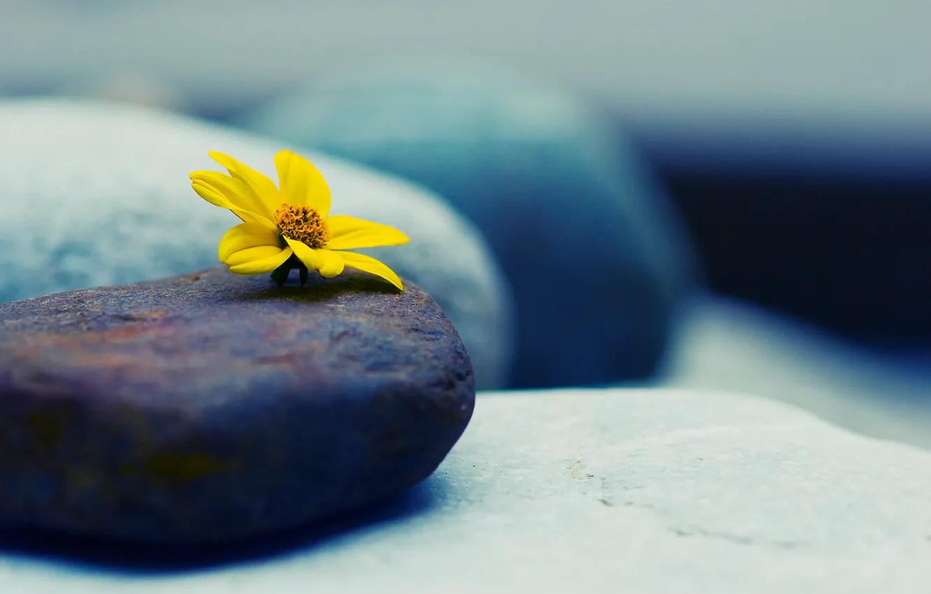 Photo wallpaper flower, macro, stones, yellow
