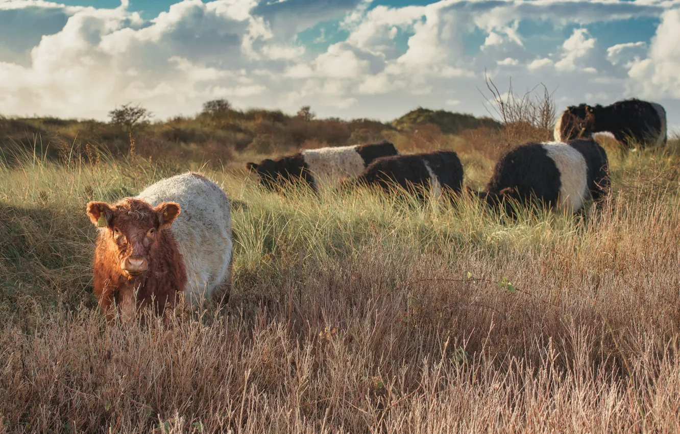 Photo wallpaper the sky, grass, clouds, cows, pasture, the herd