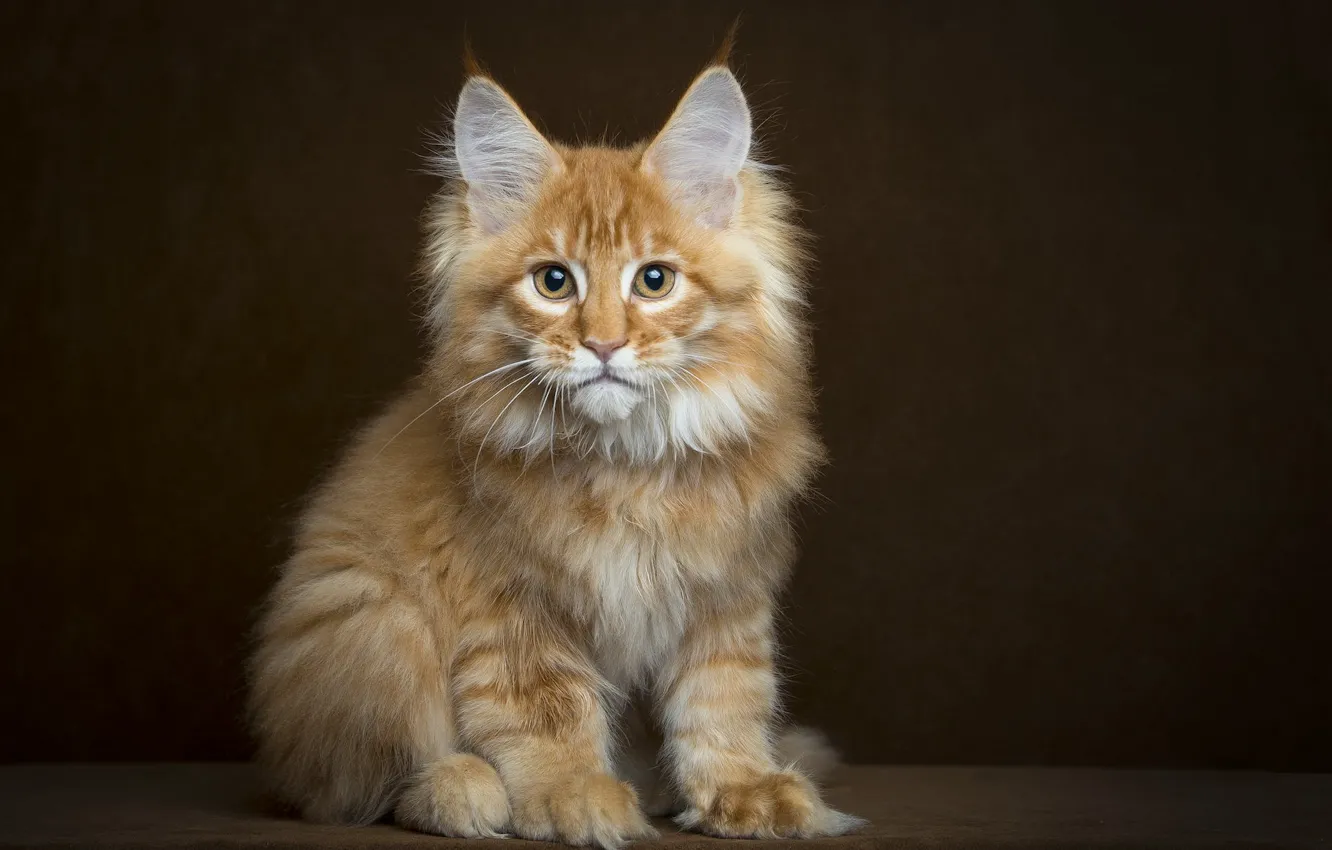 Photo wallpaper look, background, fluffy, Cat, red, Maine Coon