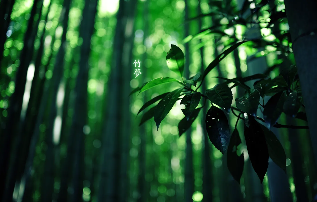 Photo wallpaper forest, bamboo, characters, green colour