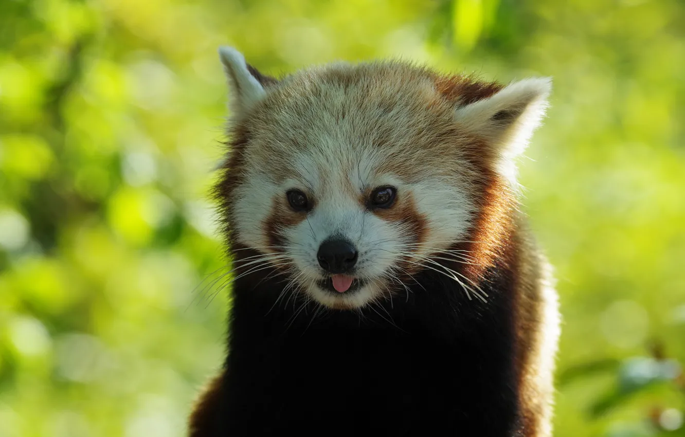 Photo wallpaper portrait, red Panda, face, red Panda