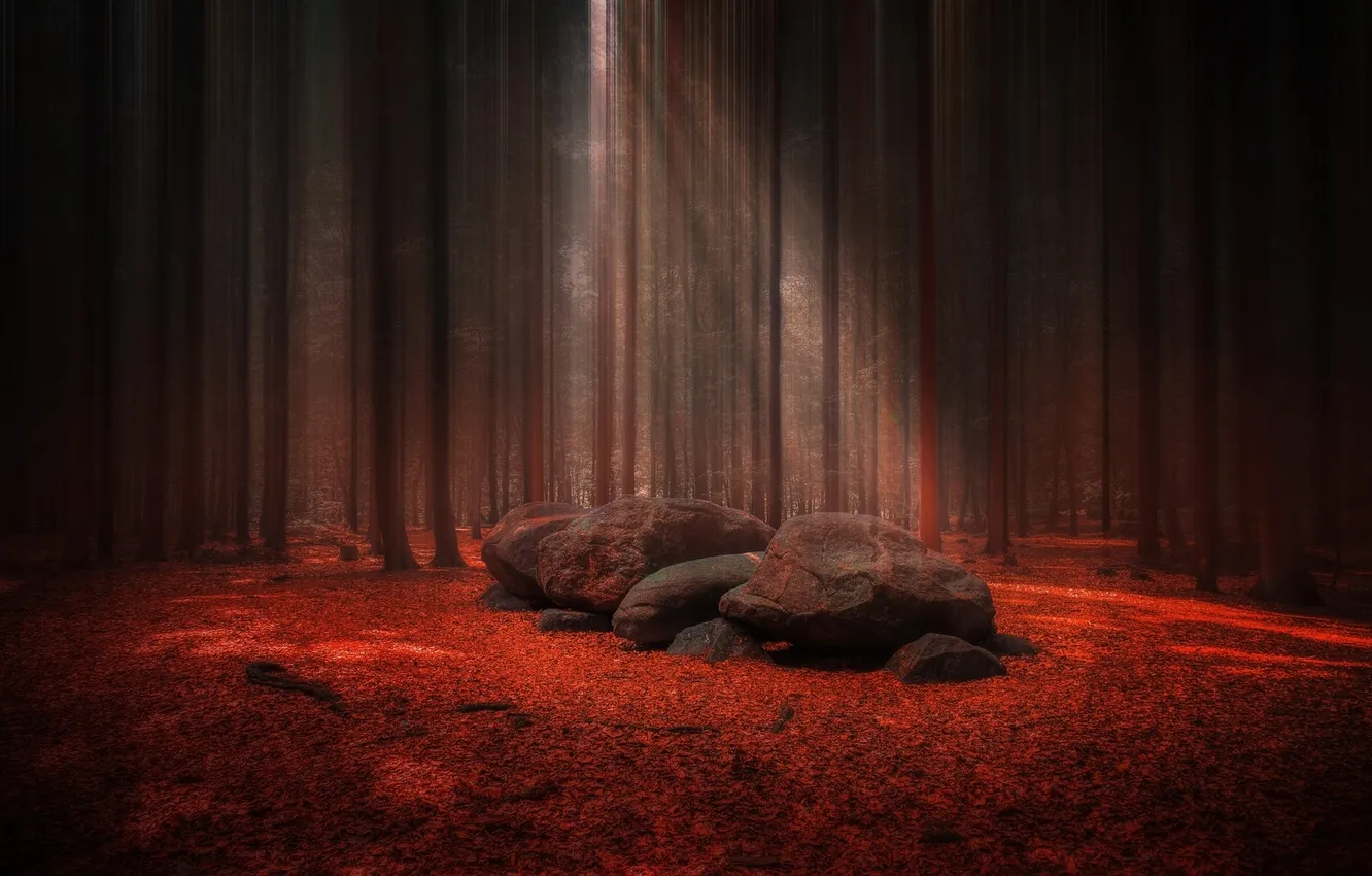 Photo wallpaper red, forest, trees, landscape, nature, leaves, stones, sunlight