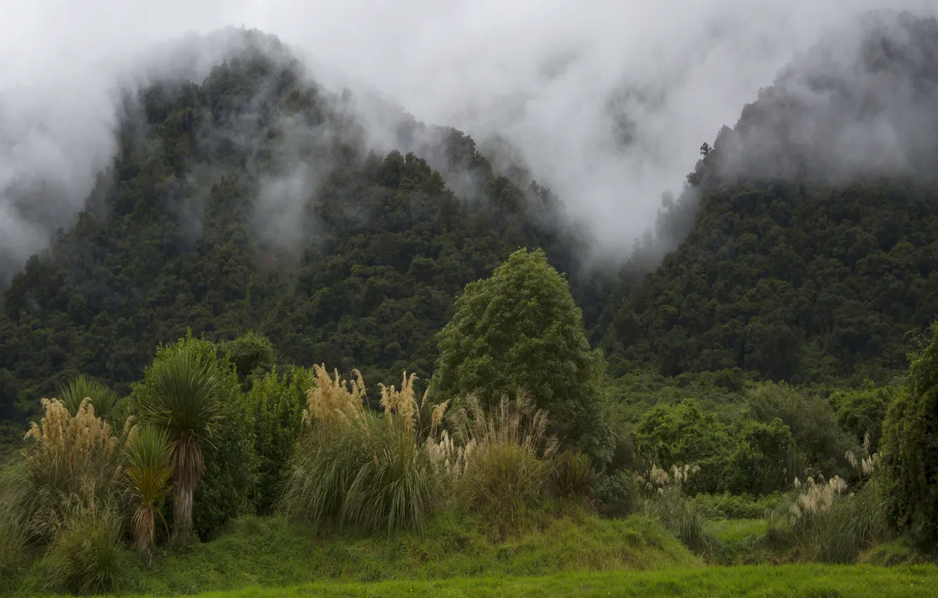 Photo wallpaper forest, trees, mountains, fog, New Zealand, the bushes