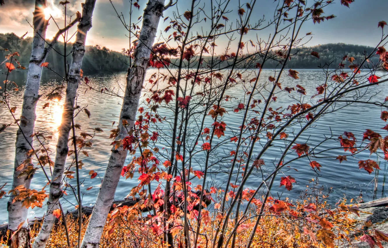 Photo wallpaper autumn, branches, nature, river, photo
