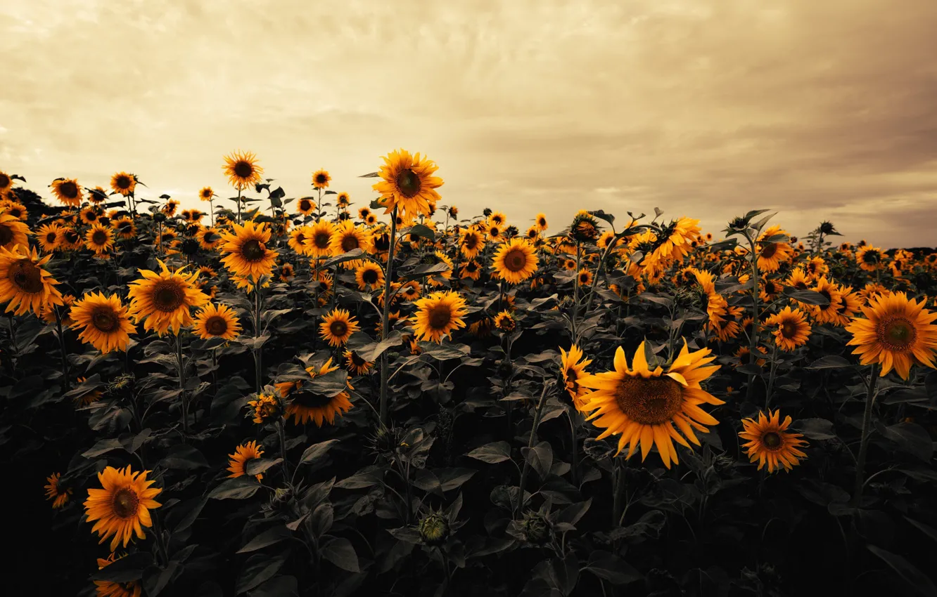 Photo wallpaper summer, sunflowers, nature