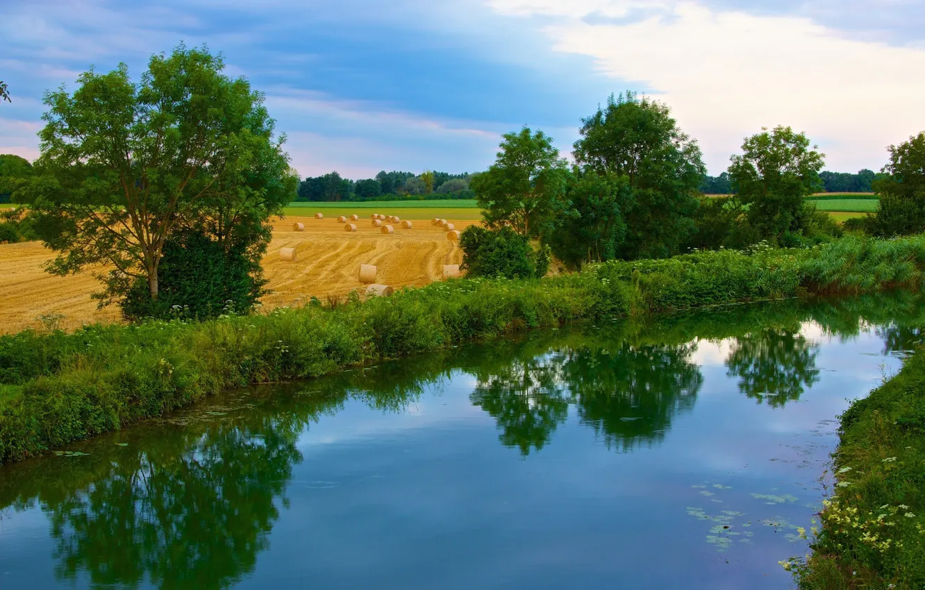 Photo wallpaper field, forest, the sky, grass, clouds, trees, landscape, nature
