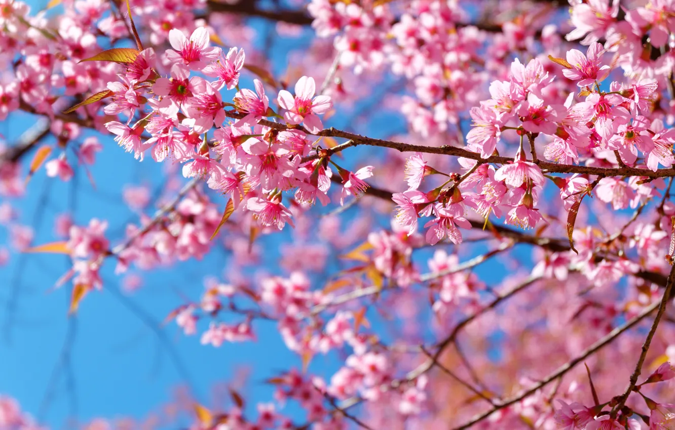Photo wallpaper trees, nature, spring, Sakura, flowering