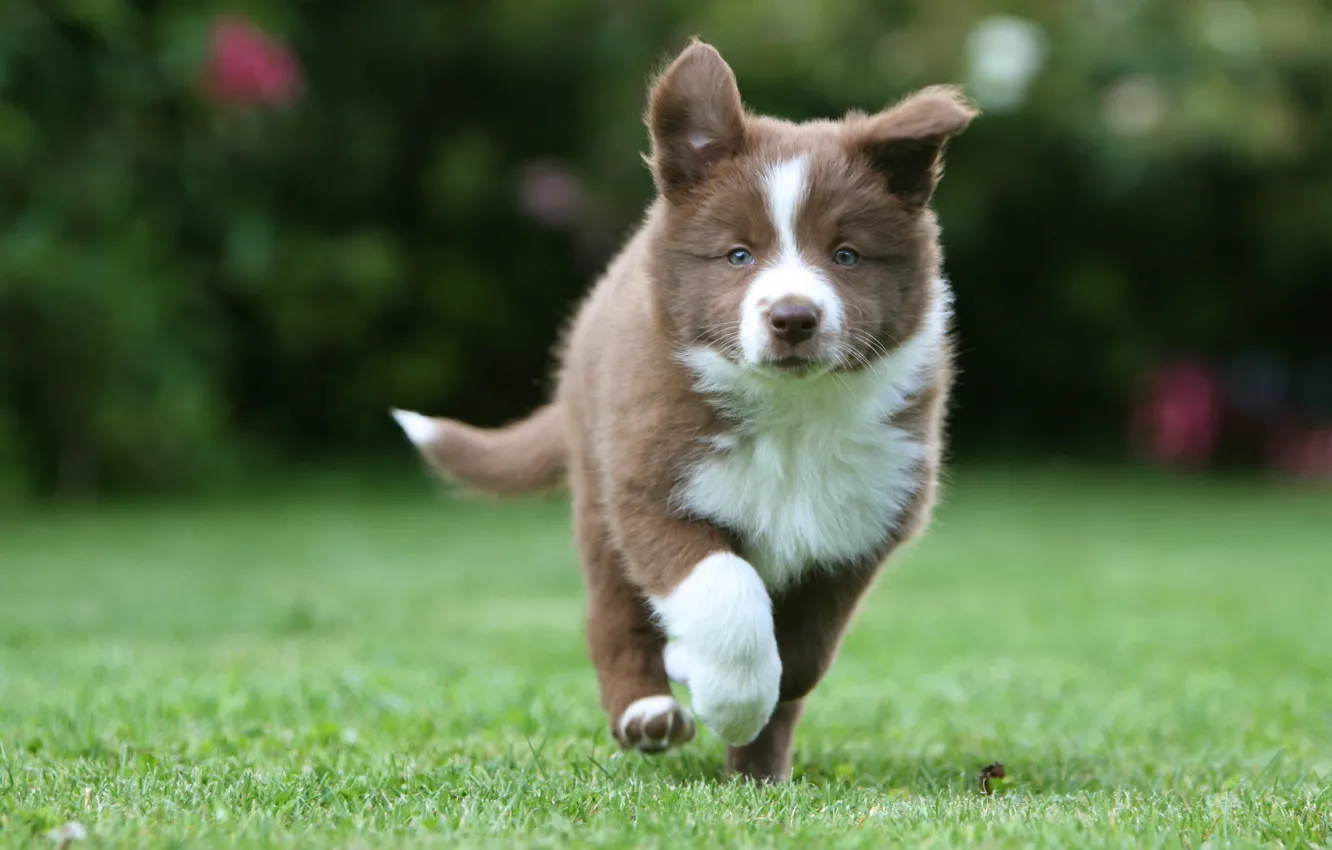 Photo wallpaper grass, puppy, runs, Border collies, Border collie