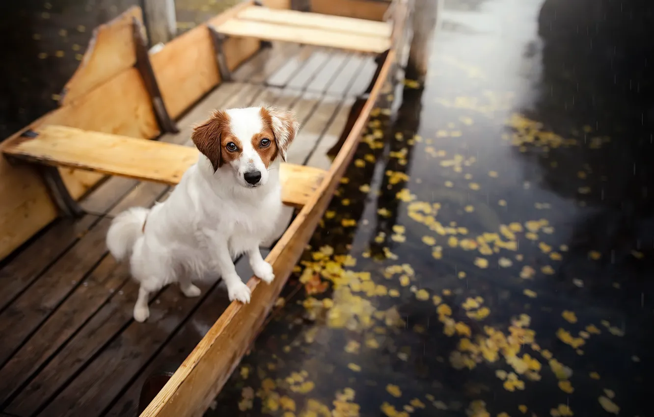 Photo wallpaper lake, boat, dog