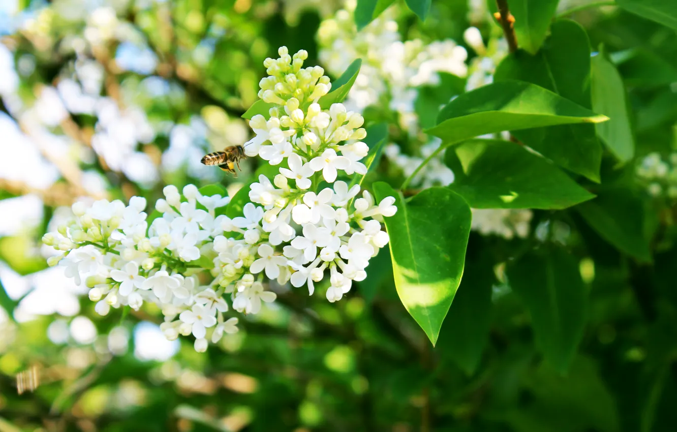 Photo wallpaper spring, may, white lilac, flight of the wasp
