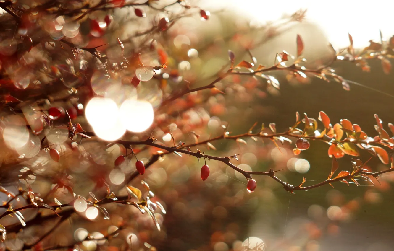 Photo wallpaper leaves, macro, light, branches, glare, berries, Shine, leaves