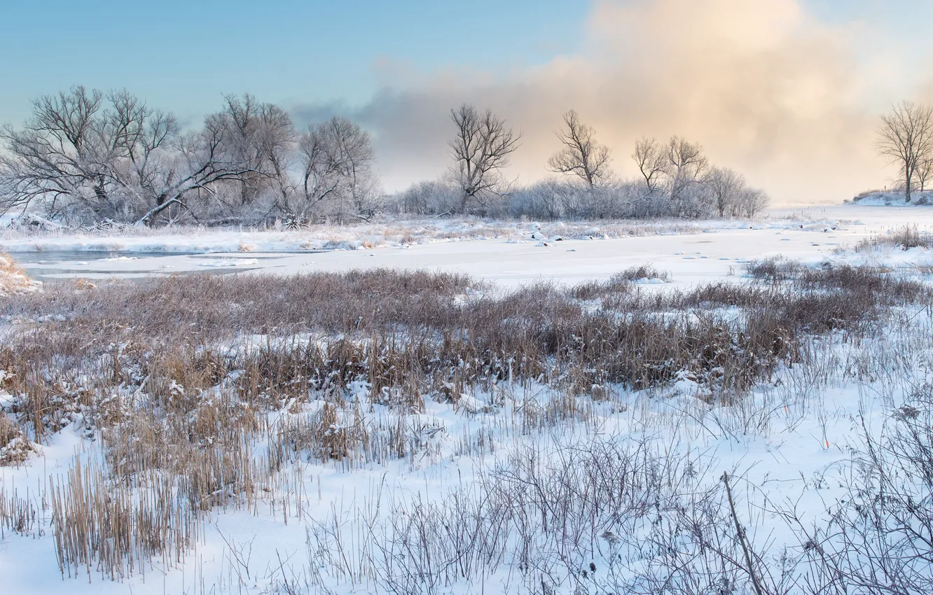 Photo wallpaper winter, snow, trees, nature, shore, the snow, pond, dry grass
