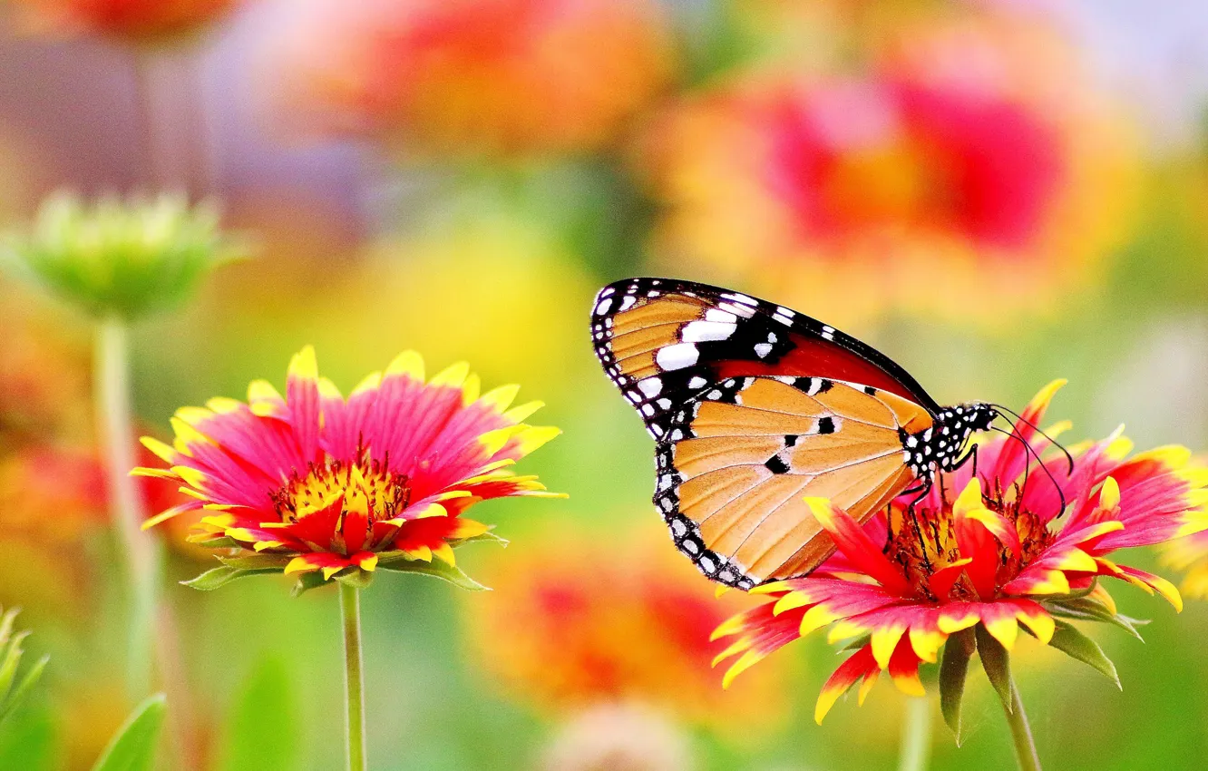 Photo wallpaper flower, summer, butterfly, beauty, summer, flower, butterfly, beauty