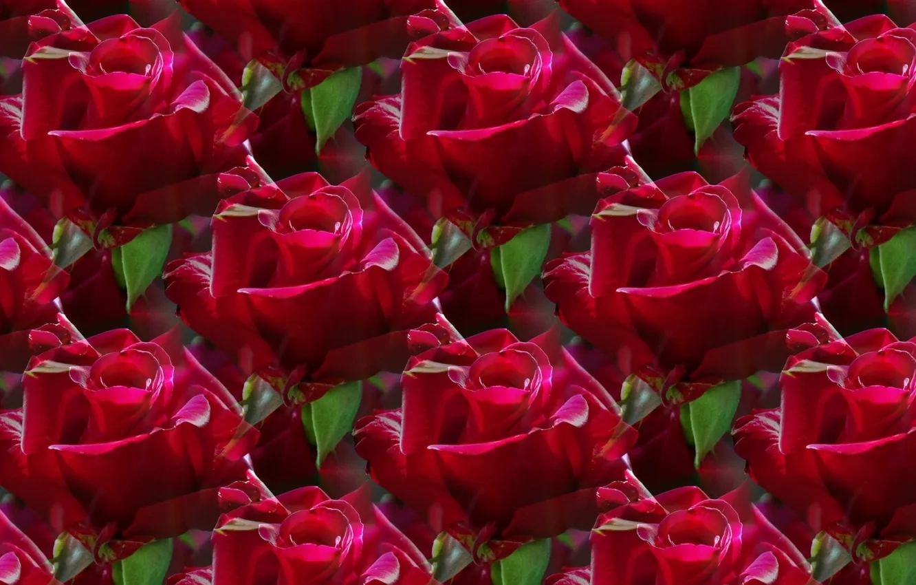 Photo wallpaper flowers, red, background, roses, texture