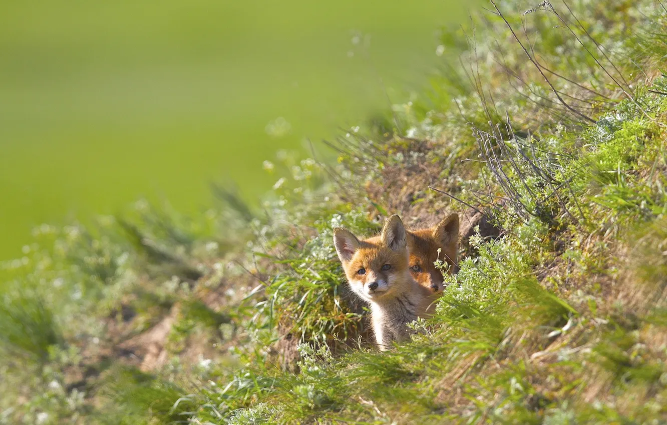 Photo wallpaper grass, Peeps, Fox, St.