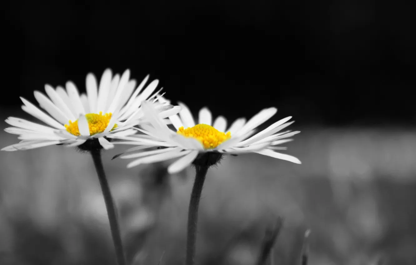 Photo wallpaper white, flower, flowers, background, widescreen, black and white, Wallpaper, chamomile