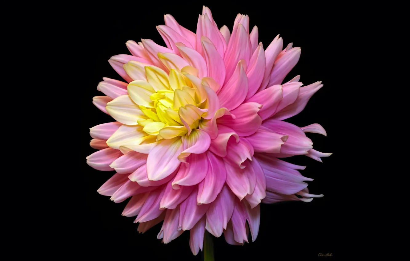Photo wallpaper flowers, background, petals, dahlias