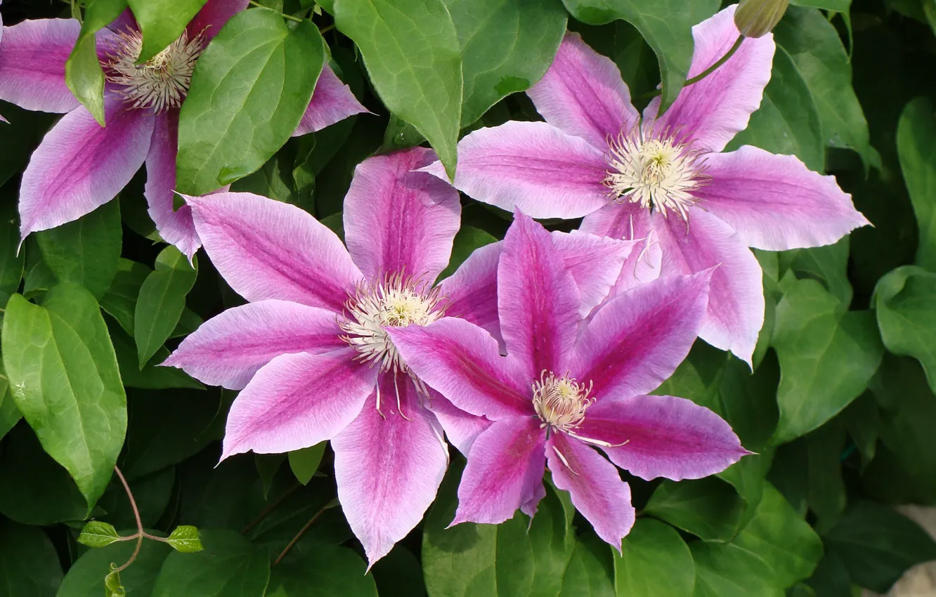 Photo wallpaper petals, clematis, clematis