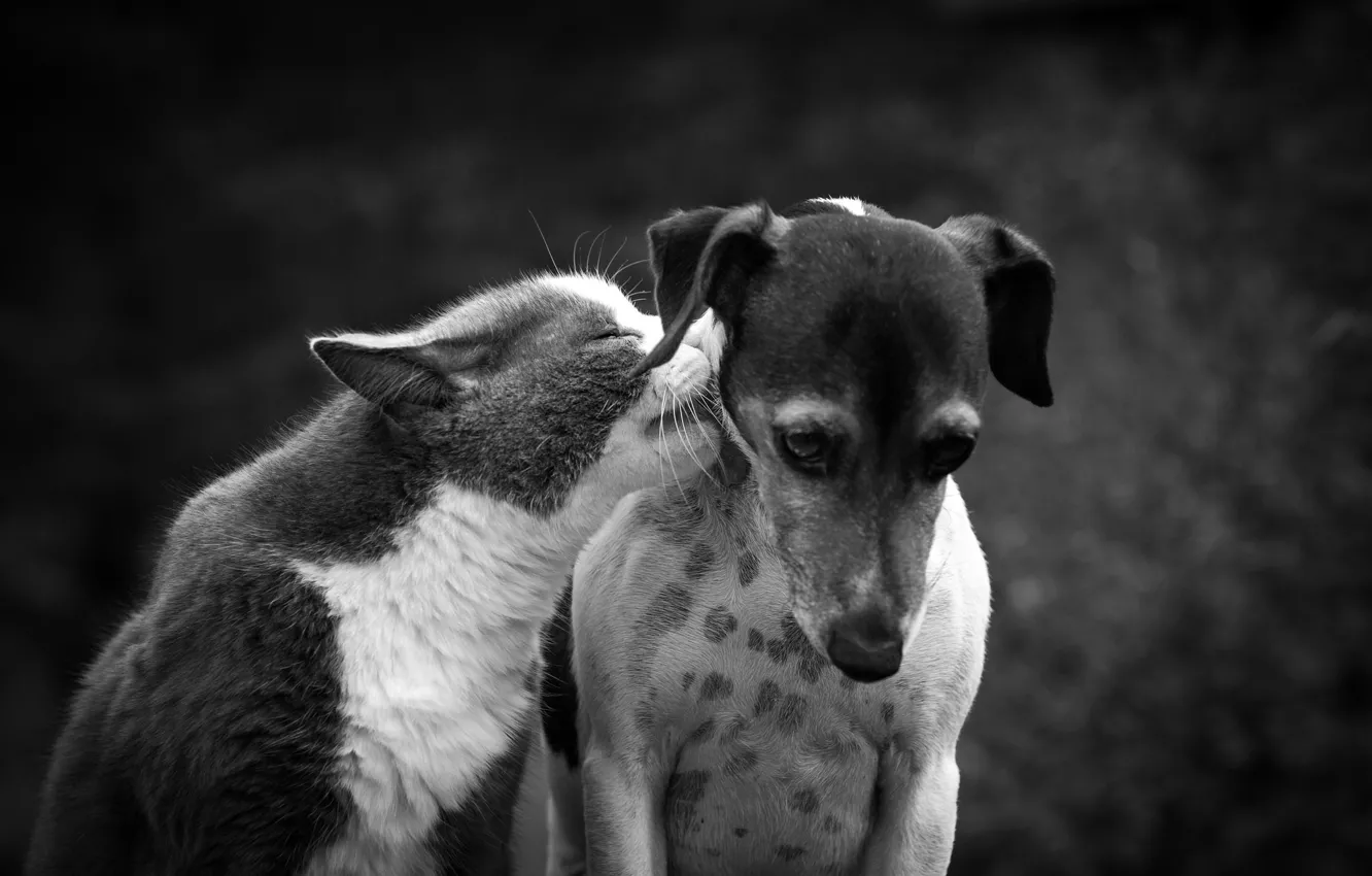 Photo wallpaper cat, cat, each, dog, friendship, black and white, monochrome