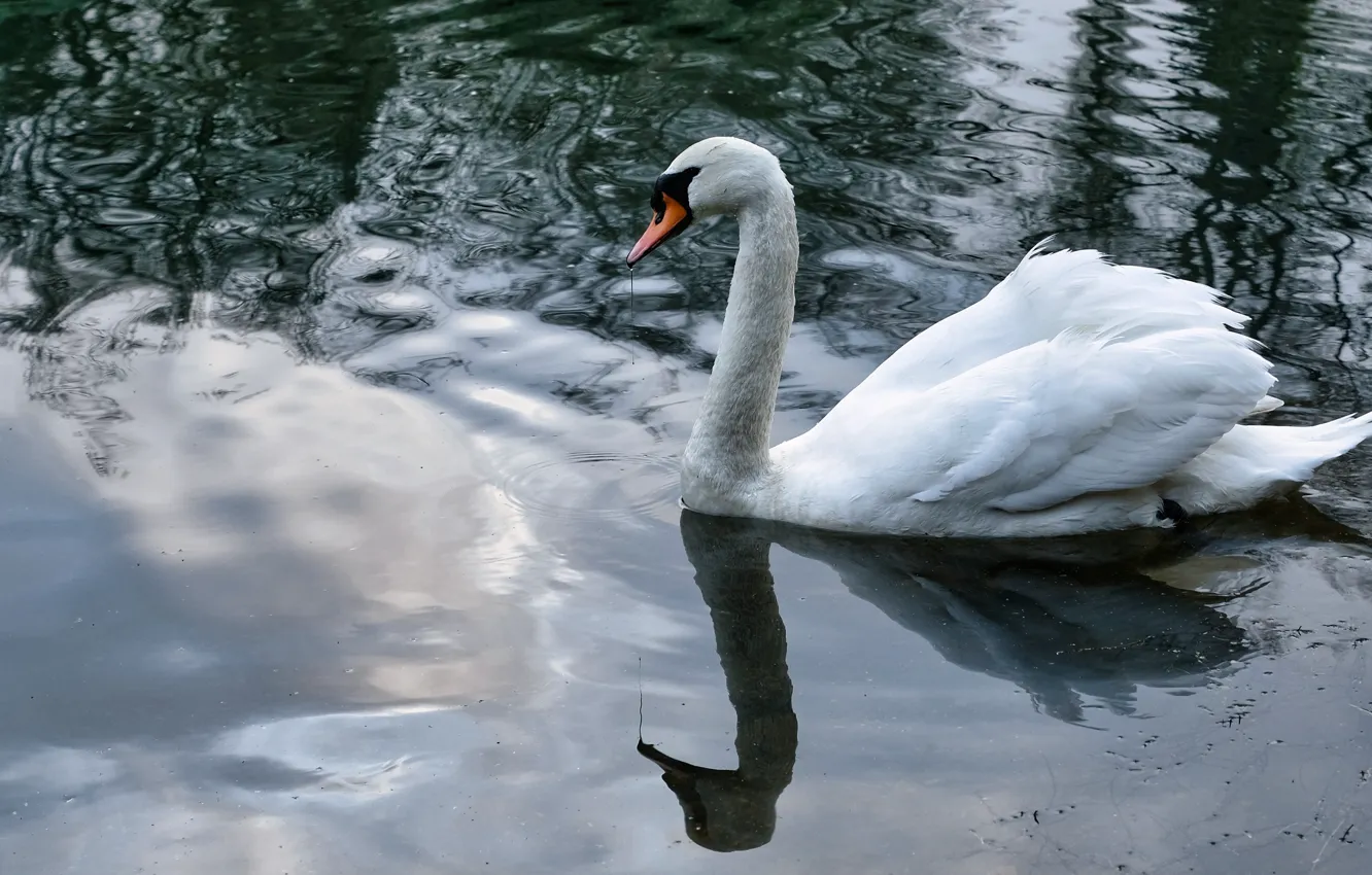 Photo wallpaper white, reflection, bird, Swan, pond, swimming