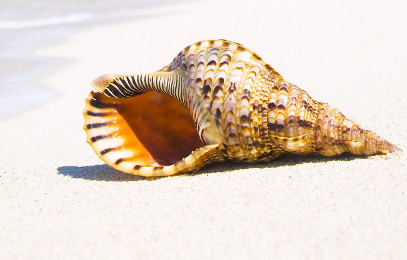 Photo wallpaper sand, sea, summer, shell