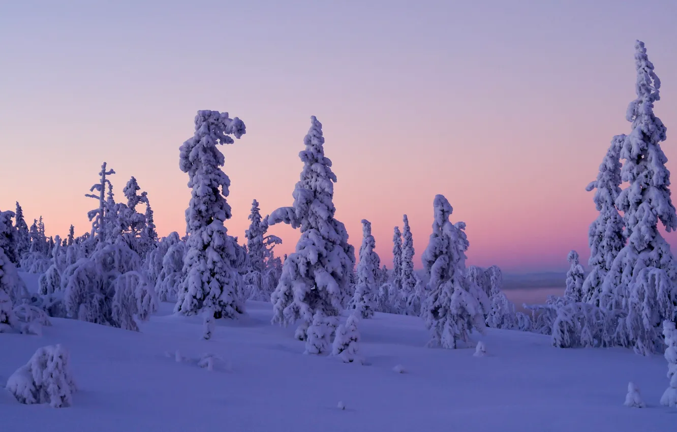 Photo wallpaper winter, snow, trees, sunset, Finland, Finland, Lapland, Lapland