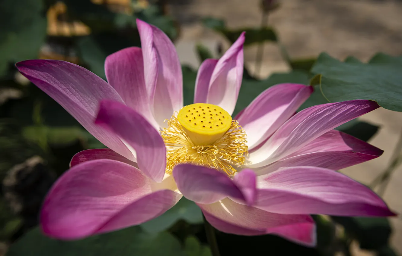 Photo wallpaper flower, close-up, Lotus, flower, close-up, lotus, the beauty of nature, beauty of nature