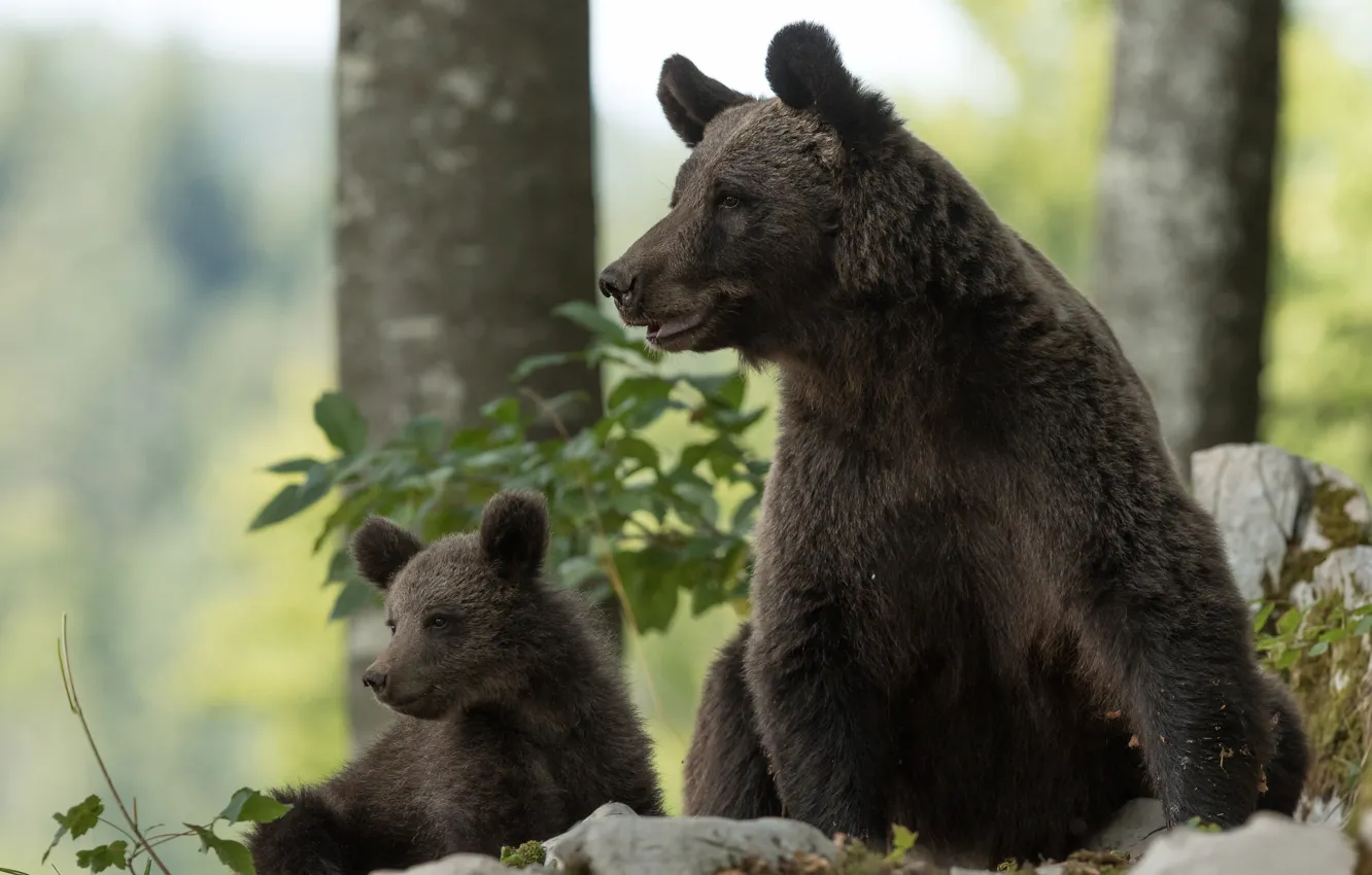 Photo wallpaper bear, bear, bear