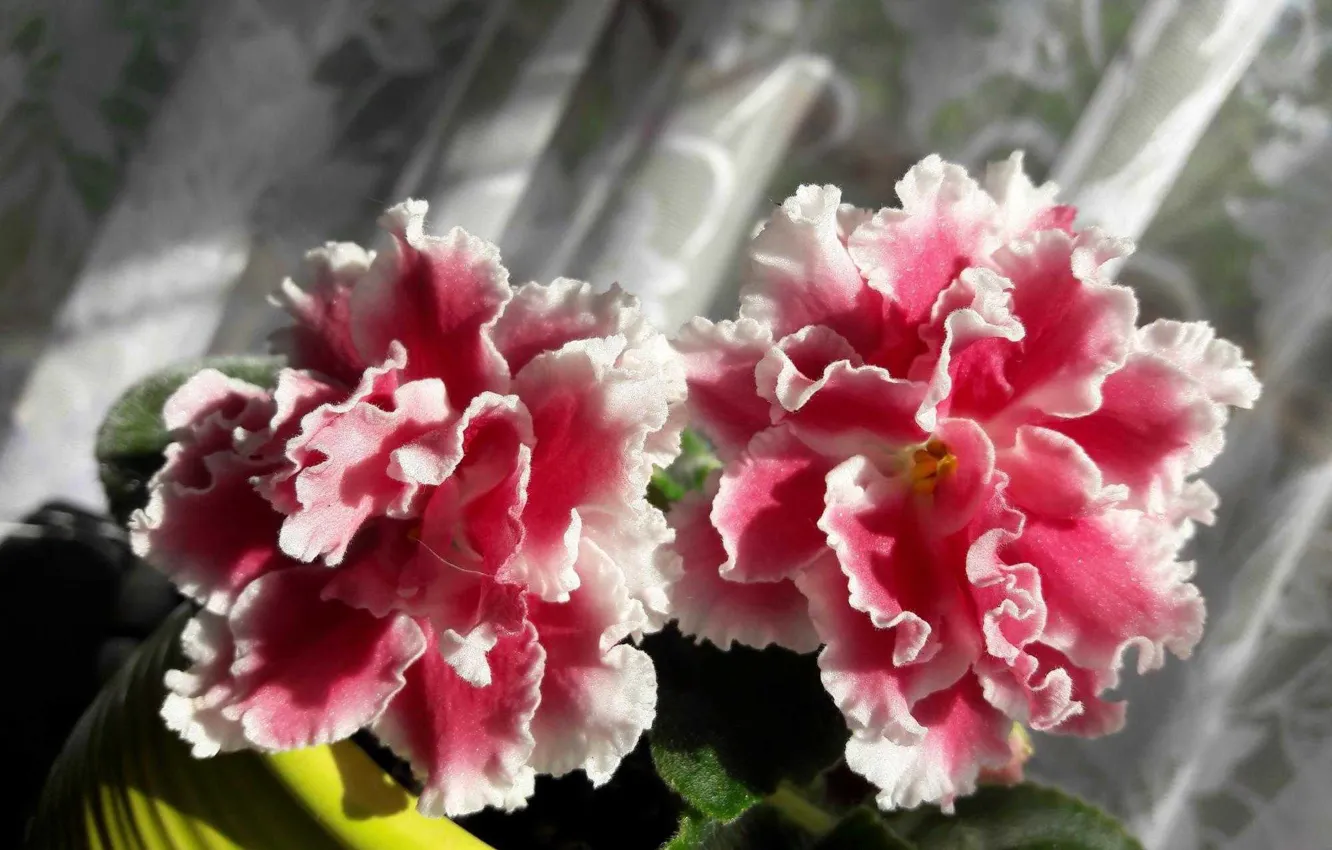 Photo wallpaper gentle, pink, Saintpaulia
