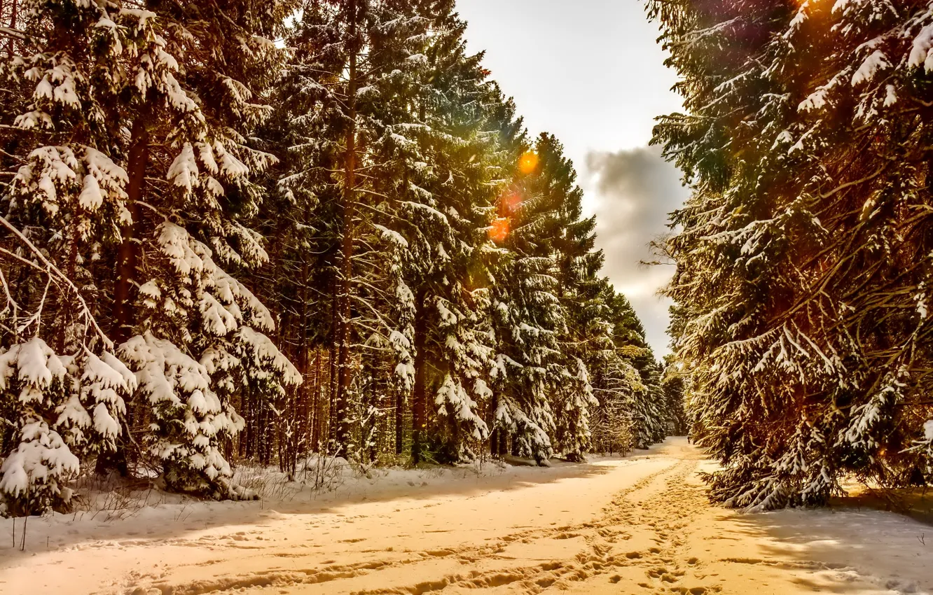 Photo wallpaper winter, forest, snow, trees, landscape, paths